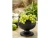 Costa Nova Riviera Sable Noir Footed server