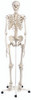 Full Body 3B Stan Classic Skeleton Model with Roller Stand, 69-1/2", 21.1 lb.