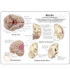 GPI Anatomicals Brain Model without Base