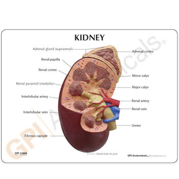 GPI Anatomicals  Kidney Normal Model with Base
