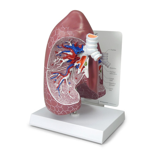 GPI Anatomicals® Lung Model with Base