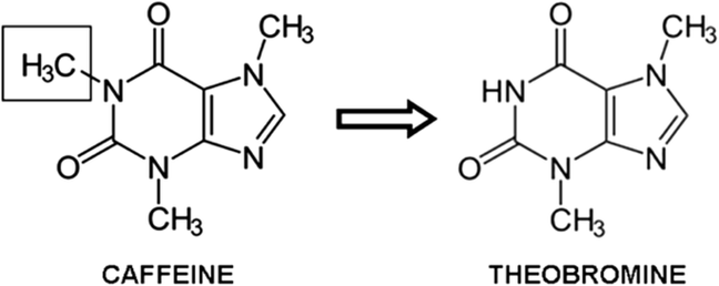 My Path to Choffy: The Real Difference Between Caffeine and Theobromine