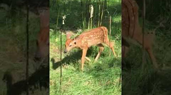 Fawn up close on Long Island  
