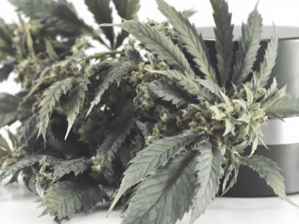 A fresh cannabis product being stored in a smell proof container.