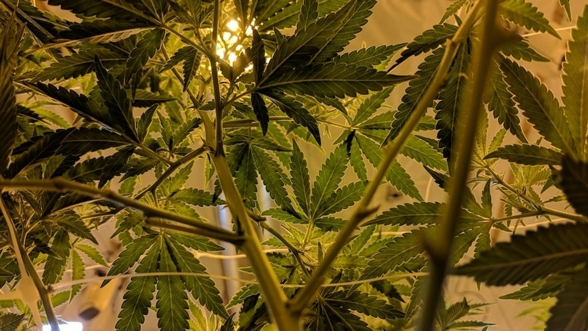 Boosting Cannabis Brands: The Power of Customized Rolling Papers