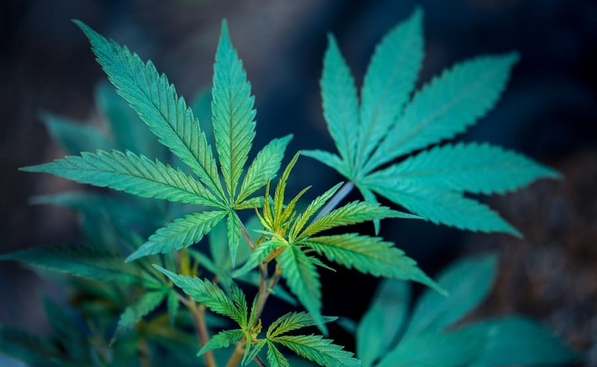 Elevate Your Smoking Experience: The Power of Weed Grinders