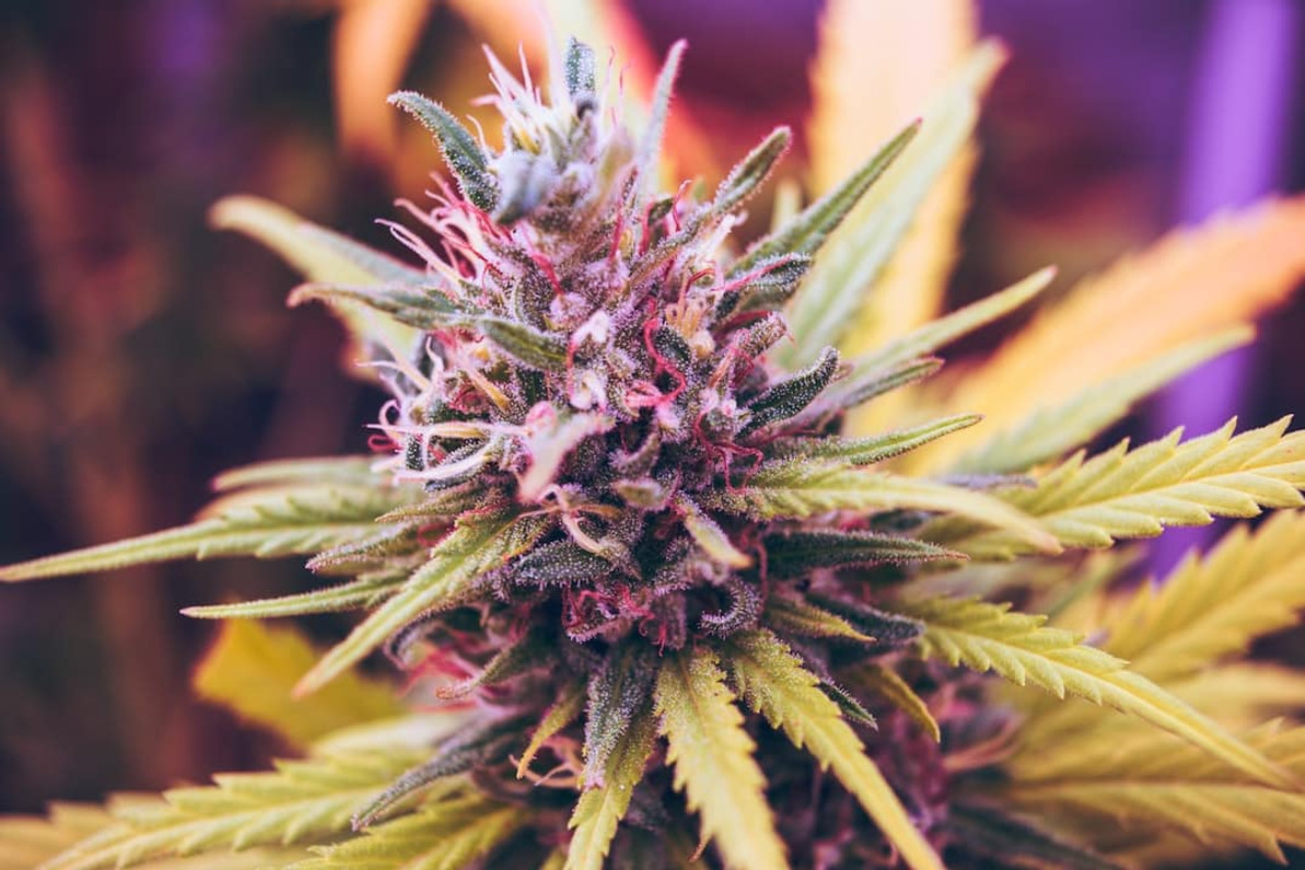 Choosing the Perfect Grinder for Your Cannabis Experience