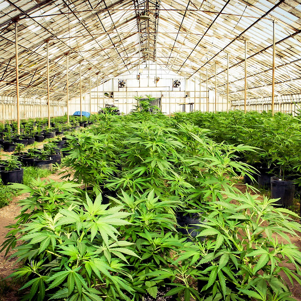 Cannabis cultivation facility
