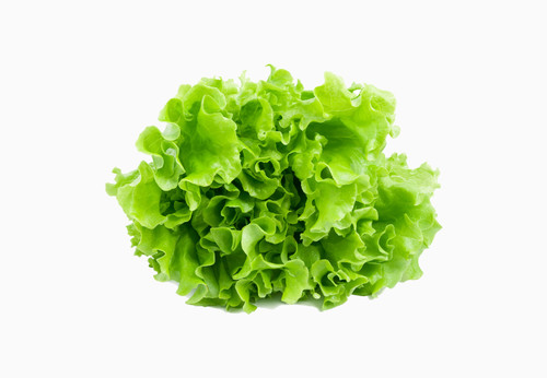 Viva Crisp Lettuce