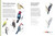 Chronicle Books Birds in Watercolour