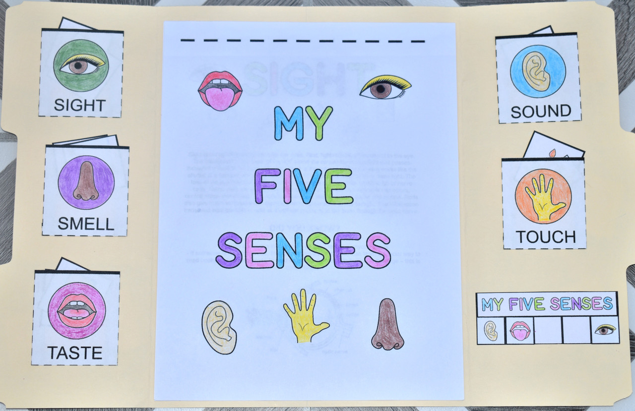 My 5 Senses Lapbook