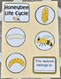 Lapbook: Honey Bee Life Cycle