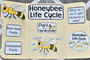 Lapbook: Honey Bee Life Cycle