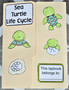 Lapbook: Sea Turtle Life Cycle