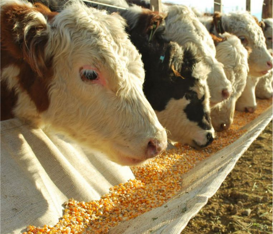 Animal Industry
