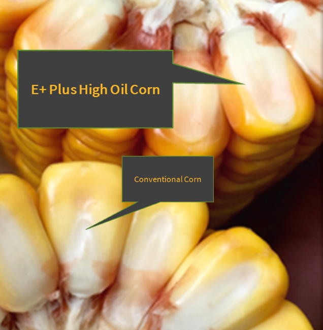 Energy Plus High Oil Characteristics