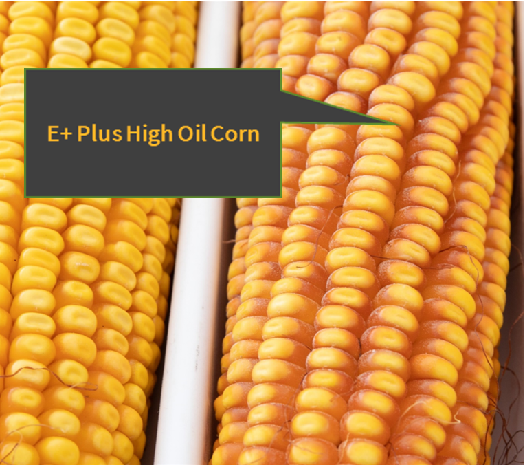 Up to 3 Times the Corn Oil