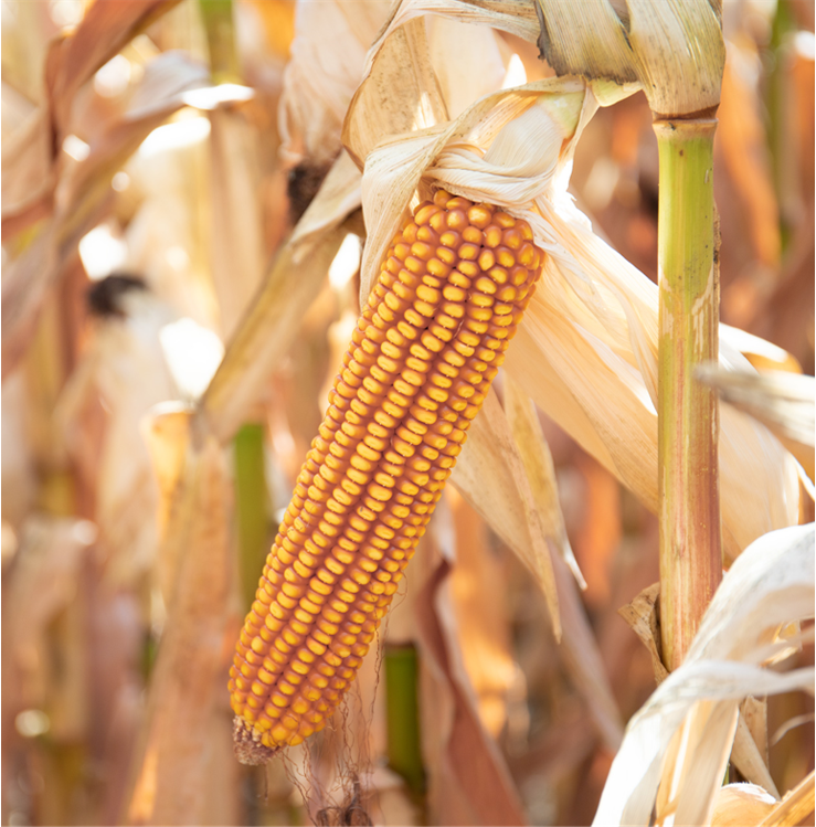 Ethanol Plants That Pay Premium