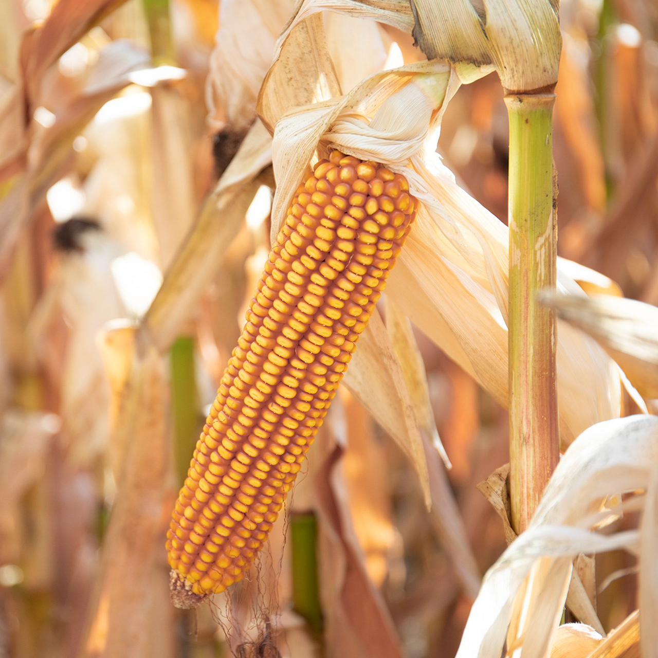 What To Expect in your Crop