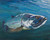 Swimming Tarpon - Art print