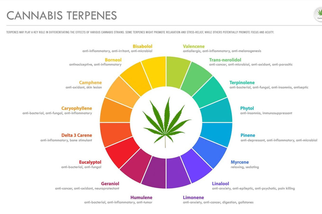 Unlock the Secrets of Terpenes in Cannabis | Green Health Delivery Unlock the Secrets of Terpenes in Cannabis | Green Health Delivery