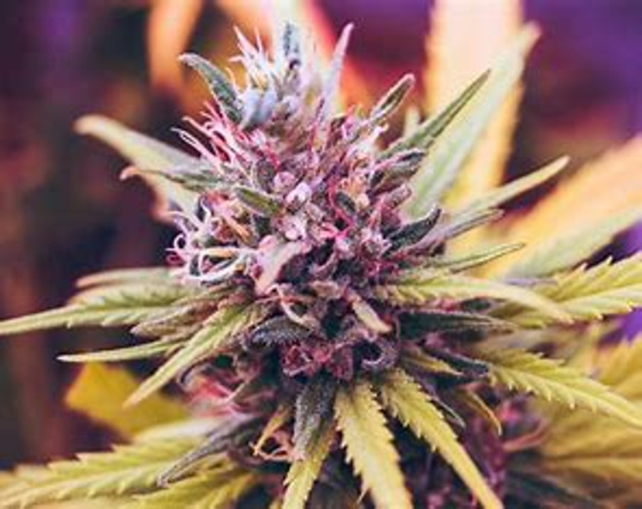 Buy THCA Products Online | Flower, Vapes & More | Orlando & Nationwide