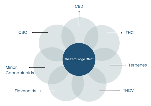 What is the Entourage Effect? | THCa, D8, & THCp Explained
