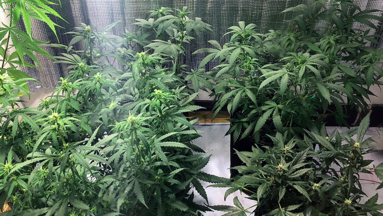 The Science of Growing THCA Flower: Cultivation Secrets for Potency | Green Health Delivery