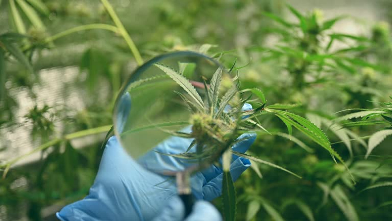 Hemp Product Lab Testing & COAs: A Guide to Quality & Safety Hemp Product Lab Testing & COAs: A Guide to Quality & Safety