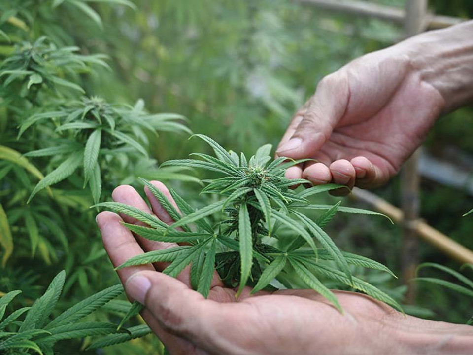 The Comprehensive Guide to THCA Flower: Benefits & Usage - Green Health Delivery The Comprehensive Guide to THCA Flower: Benefits & Usage - Green Health Delivery