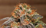 High-Potency THCA Orlando | Discreet Same-Day Delivery | Green Health