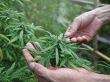 The Comprehensive Guide to THCA Flower: Benefits & Usage - Green Health Delivery