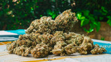 What is THCA Flower? (And Why Orlando is Ordering It Same-Day)