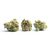Laughing Buddha THCA Flower Laughing Buddha THCA Flower