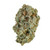 Buy Super Jack Strain Online Buy Super Jack Strain Online