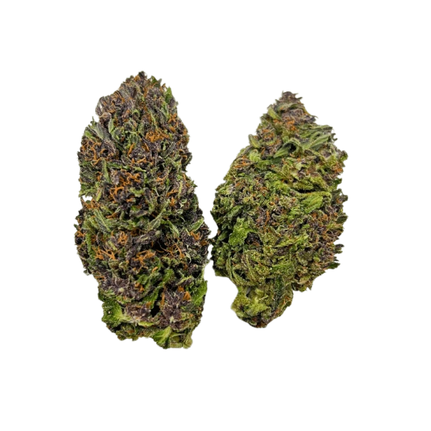 Hindu Kush For Sale