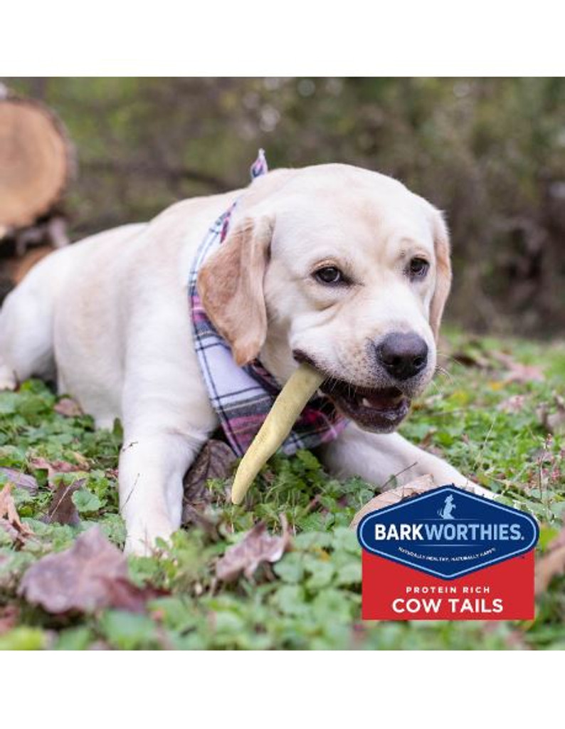 Barkworthies Cow Tails 6 oz  All Natural Dog Chews  Grain-Free