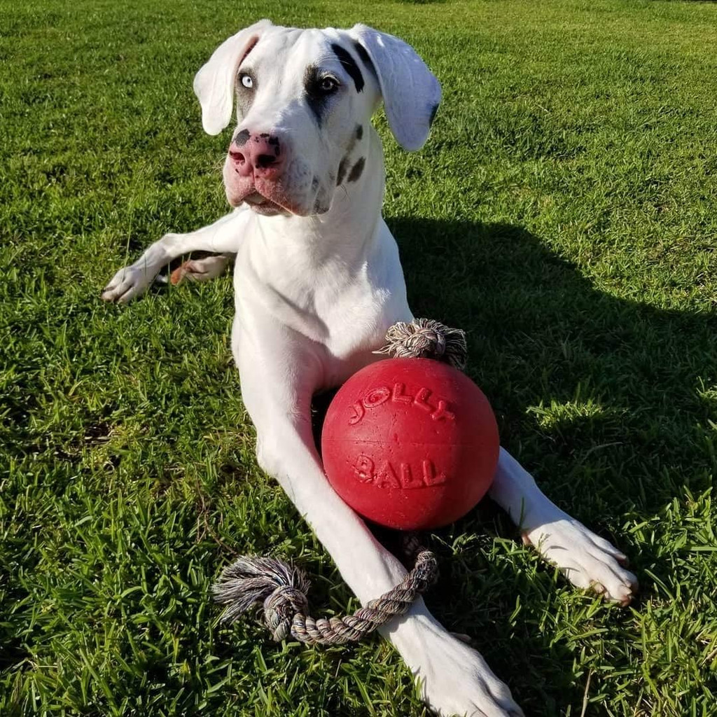 Jolly Pets Romp-n-Roll 8 inch Red  Rubber Ball with Rope for Dogs