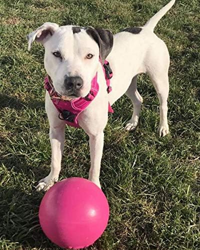 Jolly Pet Bounce-N-Play Ball Pink 8 inch  Bubblegum Scented Rubber Dog Toy