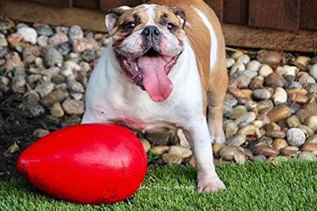 Jolly Pets Egg 12 inch Red  Hard Plastic Chew Toy for Large Dogs