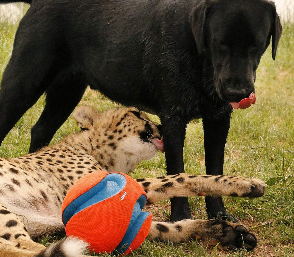 Chuckit! Dog KICK FETCH Durable Canvas Toy Ball Will Not Deflate SMALL 6-inch