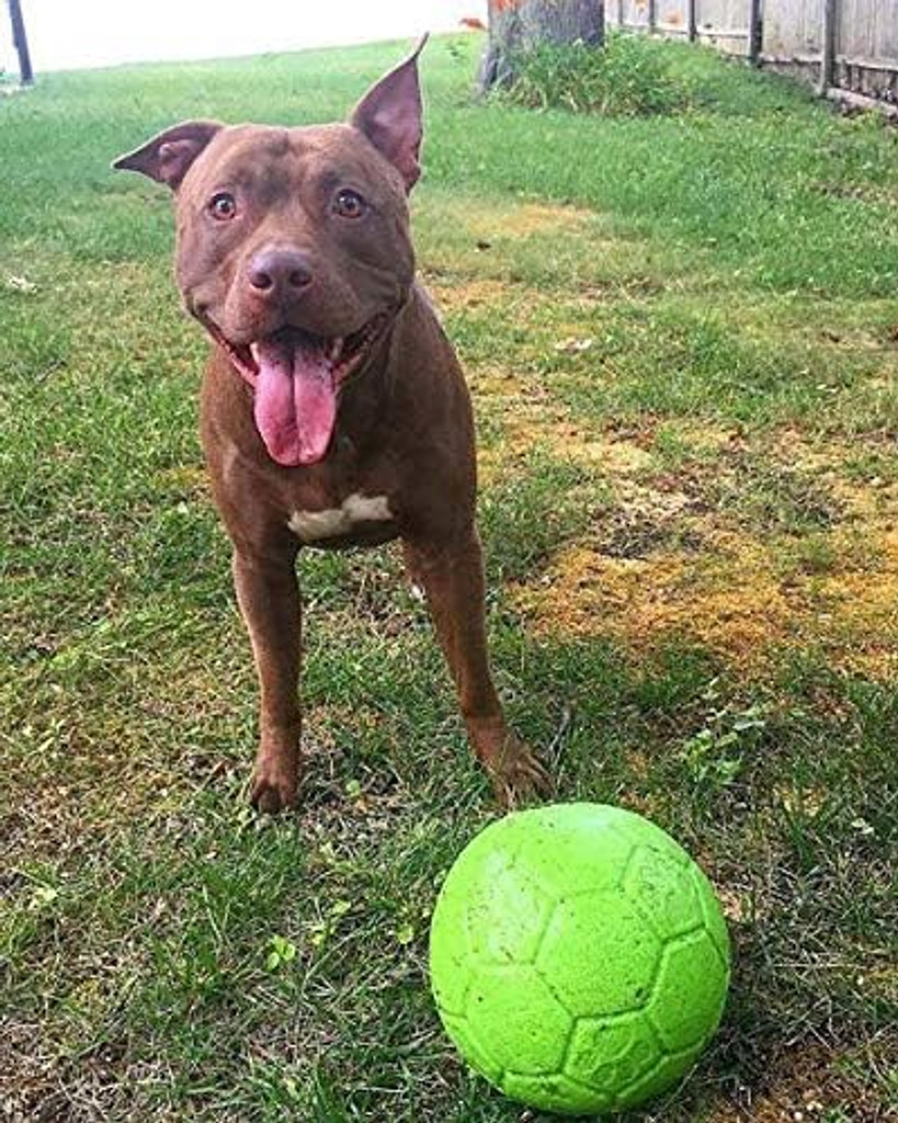 Jolly Pets Soccer Ball Green 8 inch  Apple Scented Rubber Chew Toy for Dogs