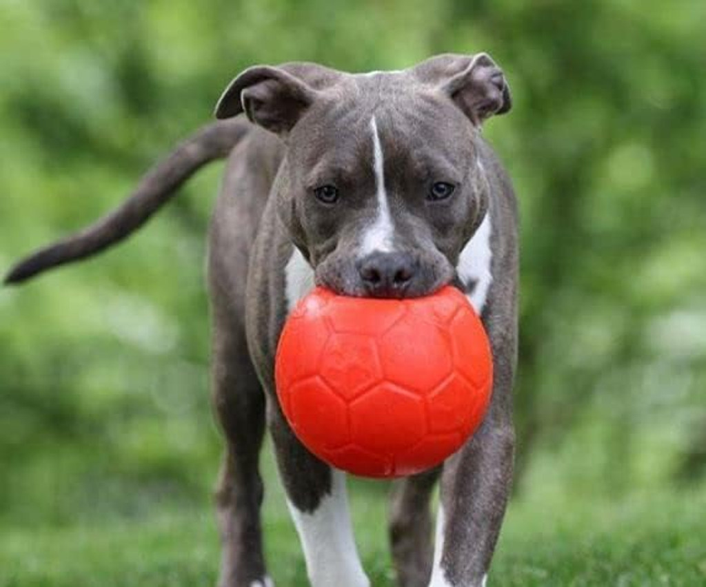 Jolly Pets Soccer Ball Orange 8 inch  Vanilla Scented Rubber Chew Toy for Dogs