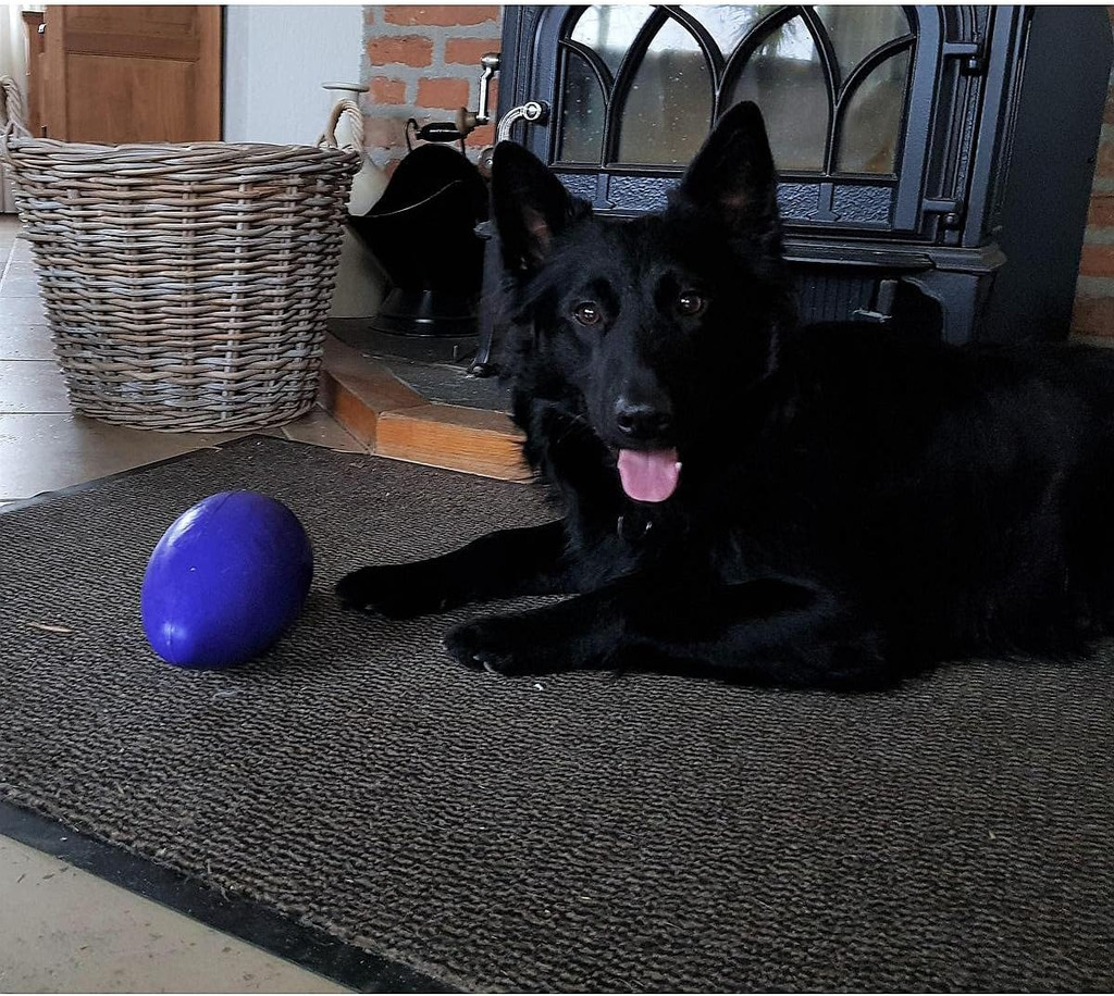 Jolly Pets Egg 8 inch Purple  Hard Plastic Chew Toy for Small Dogs