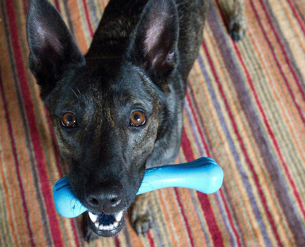 Jolly Pets Jolly Bone Durable Interactive Float Chew Dog Toy Blue USA 8 inch