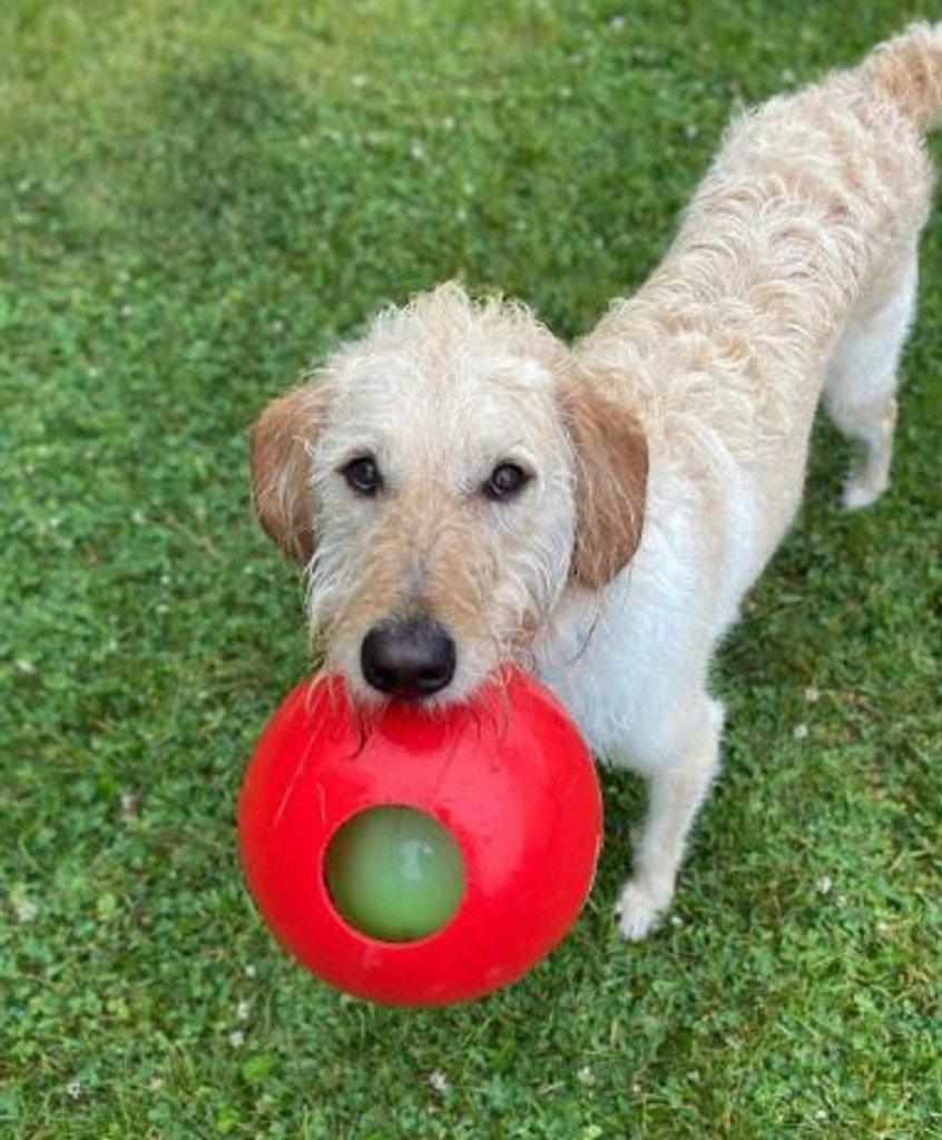 Jolly Pets Teaser Ball Erratic Interactive Tough Dog Chew Toy Red 4.5 inch