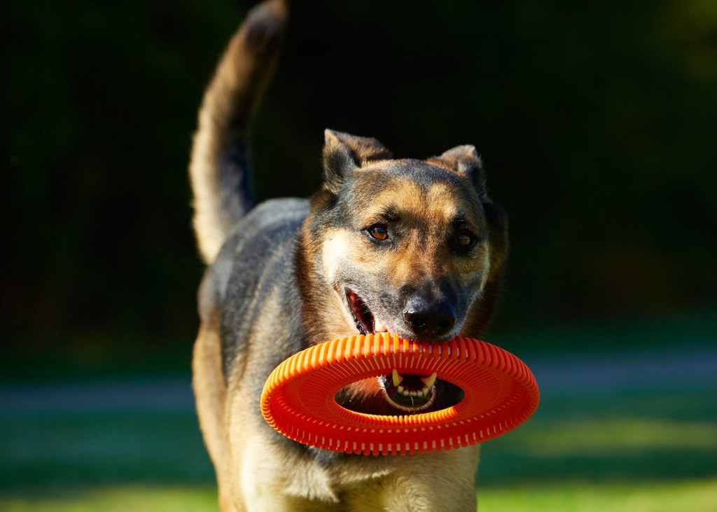 Chuckit Rugged Flyer Dog Fetch Water Play Toy