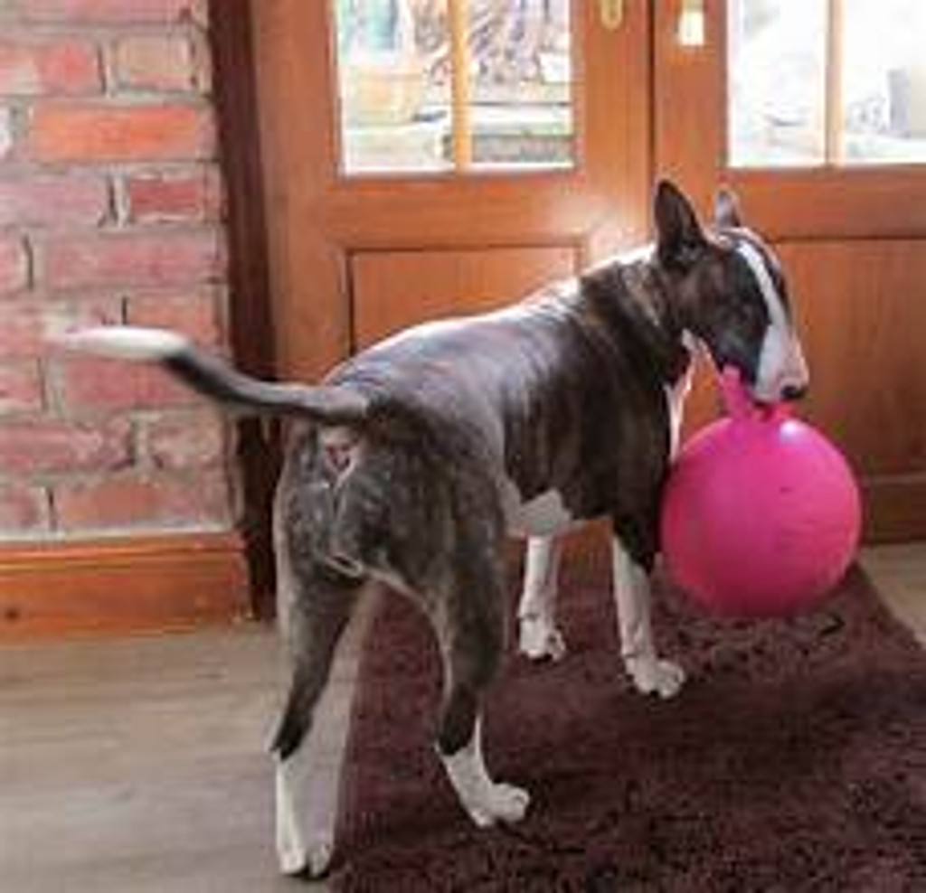 Horsemen's Pride Tug N Toss Jolly Ball Extra Large Pink Toy for Dogs Horses