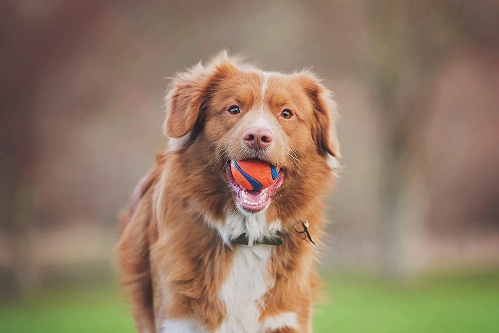 Chuckit Fetch Medley 3-Count Medium Dog Balls Variety Pack Dog Toys