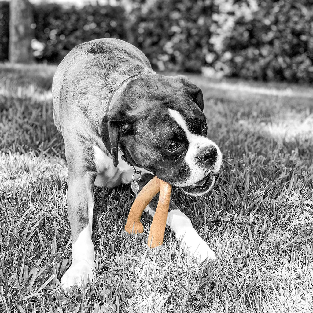 Pet Qwerks Nylon Wishbone Durable Dog Chew Toy Small Peanut Butter Flavor